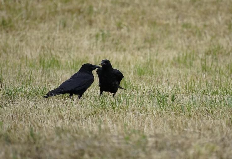 ESOD étude nuisibles Muséum faune sauvage