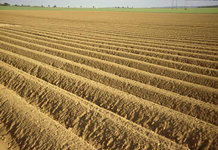 Selon le Groupement interprofessionnel pour la valorisation de la pomme de terre, la production nationale dépasse  cette année les 8 millions de tonnes, un niveau rarement atteint. 