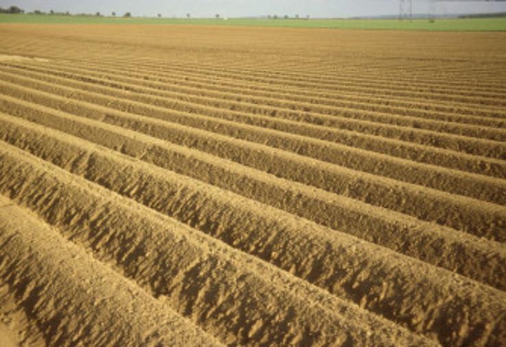 pommes de terre surplus excédent industrie GIPT