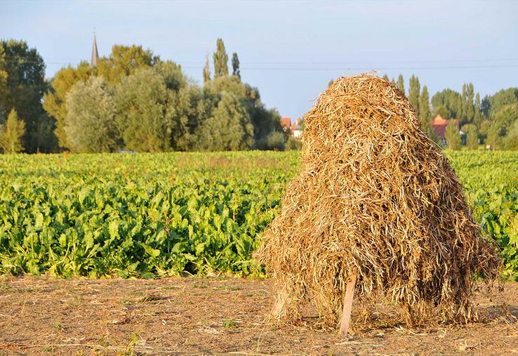Lingot du Nord Légumes anciens