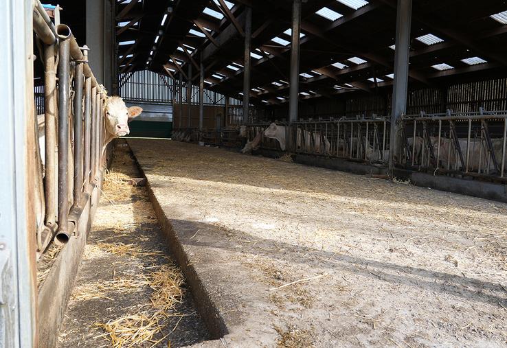 Grâce à son bâtiment fonctionnel, Christophe Baudrin, cite en exemple, le gain de temps lors de la vaccination. «Nous avons fait la première injection sur 120 veaux pour la FCO 4-8 - 3 et MHE en 2 h à trois personnes».