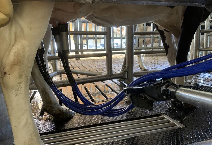 Gènes Diffusion visait une hausse de 250 kg de lait par vache grâce à la GHP. +385 kg sont finalement atteints, mais avec une baisse du TB. 