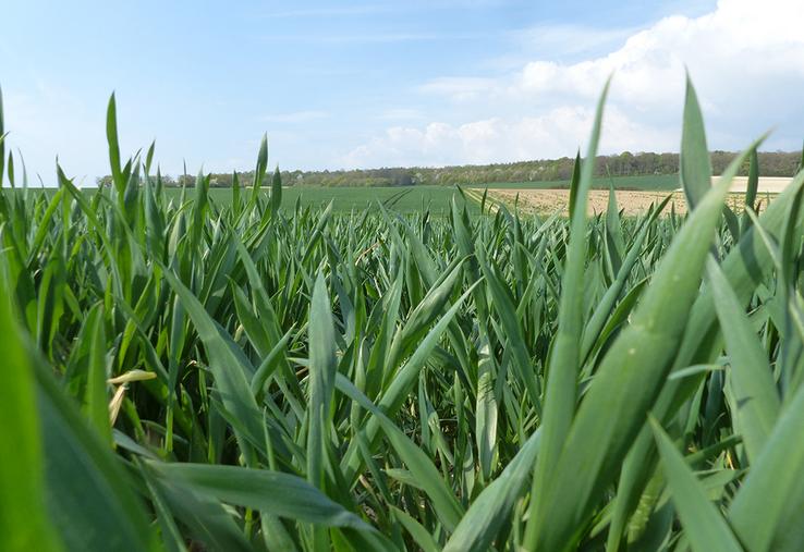 Douze à quinze jours d'avance  sont constatés en blé.