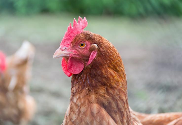 poules pondeuses livre
