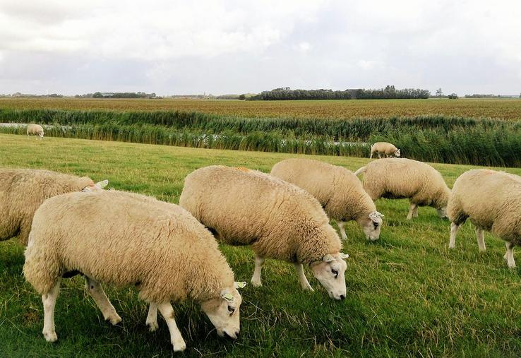 Les systèmes plein air et semi-bergerie présentent les meilleurs résultats économiques, du fait des charges alimentaires mieux maîtrisées. 