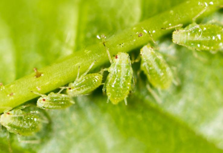 pucerons verts dérogation BASF 