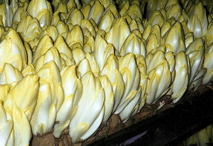 Avant sa mise en marché, chaque variété est testée pendant deux ans. 