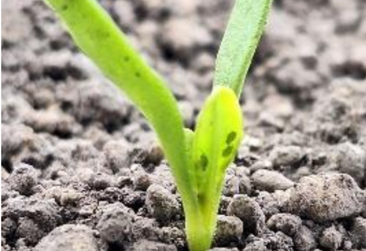 virus et jaunisse de la betterave