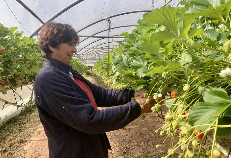 Isabelle Dumont vend toutes ses fraises en direct, à la ferme et aux marchés.  Un contact avec les clients qu’elle adore. 