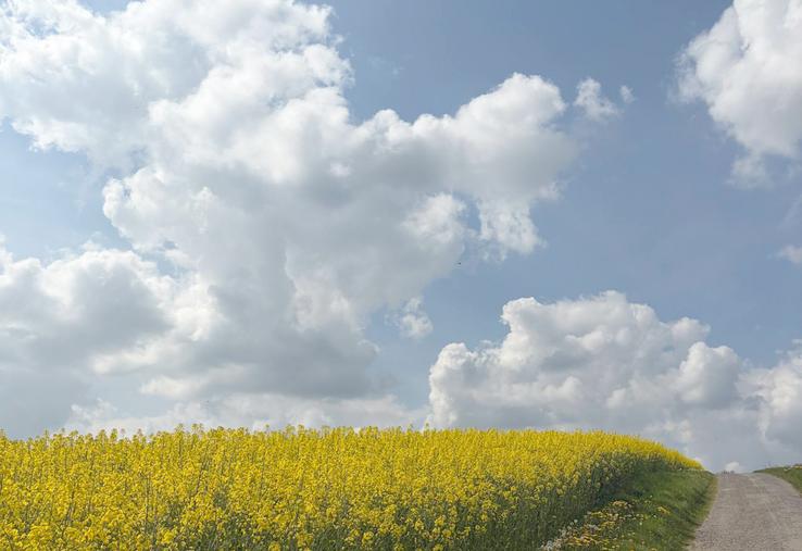 Si le conflit au Moyen-Orient venait à durer, le groupe Avril redoute une baisse de la production d’oléagineux. 