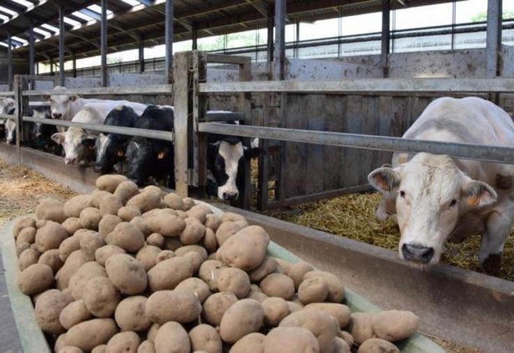 pommes de terre surproduction alimentation animale