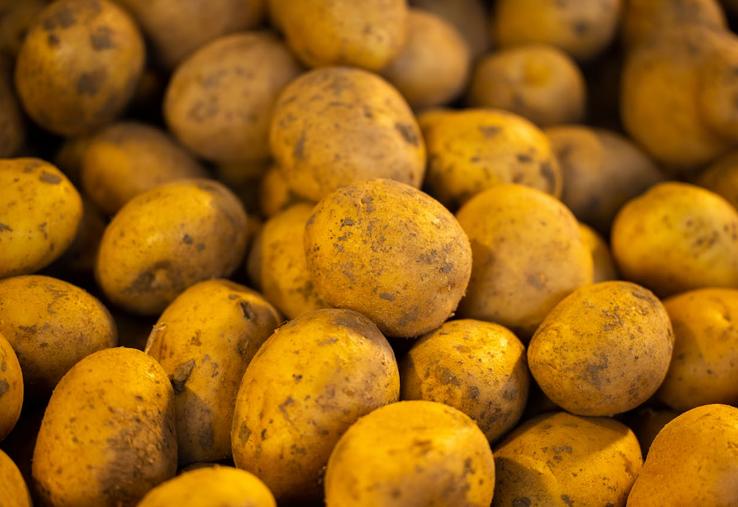 gaspillage pommes de terre Solaal Hauts-de-France