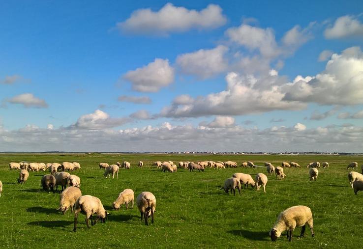agneau AOP baie de Somme