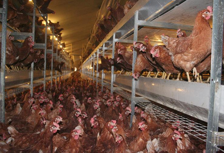 La filière poursuit le développement des élevages alternatifs aux cages pour répondre à la demande en œufs.