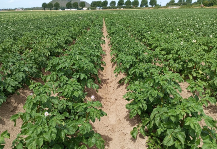 pommes de terre variétés stress hydrique sécheresse