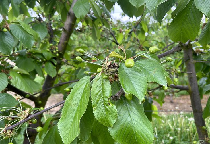 Encore un peu de patience, il faudra encore attendre mi-juin pour déguster les cerises et fin juillet pour les abricots. 