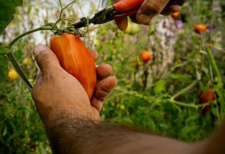 La protection du vivant serait la première motivation d’une conversion en bio.