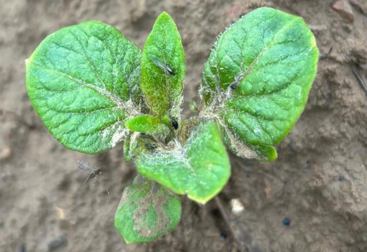 Pomme de terre en cours de levée, porteuse de pucerons ailés.