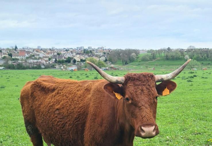 vache salers race de branleurs