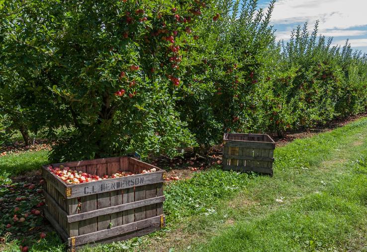 rénovation vergers pommes poires appel à projets FranceAgrimer