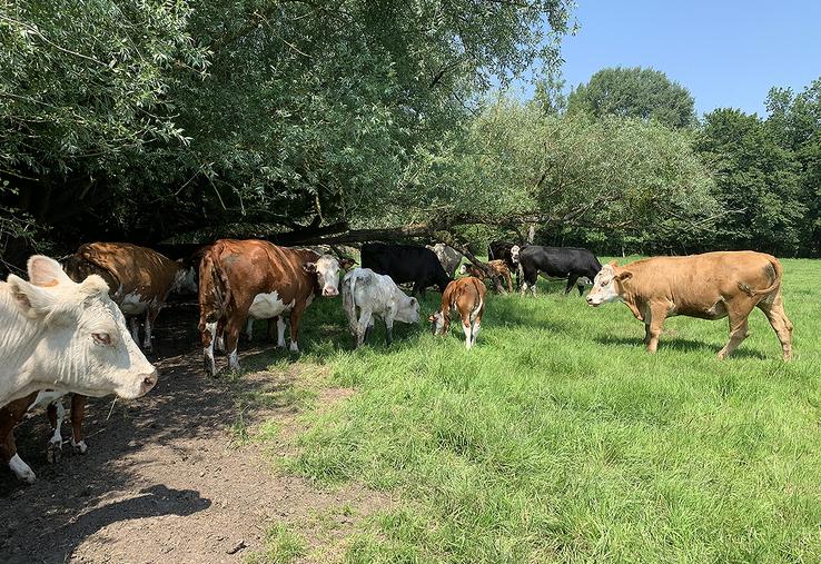 À Fontaine-sur-Somme, Maïté Sannier mise sur des prairies diversifiées pour bien nourrir ses vaches. 