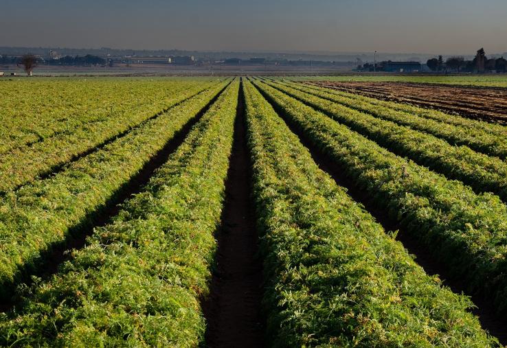 légumes d'industrie 2025