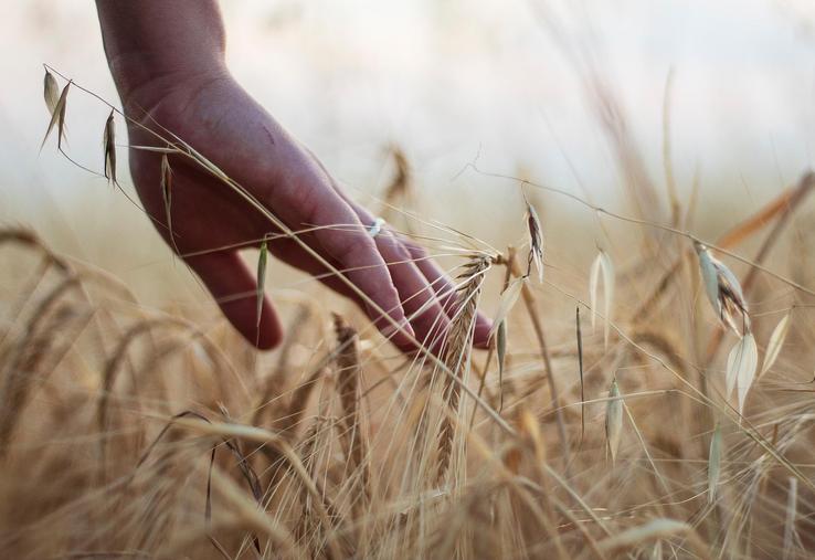 conflit Etats-Unis Iran céréales