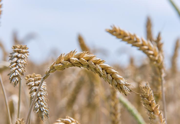 Les variétés tardives ont pris le gros coup de chaud en plein cycle de remplissage des grains. 