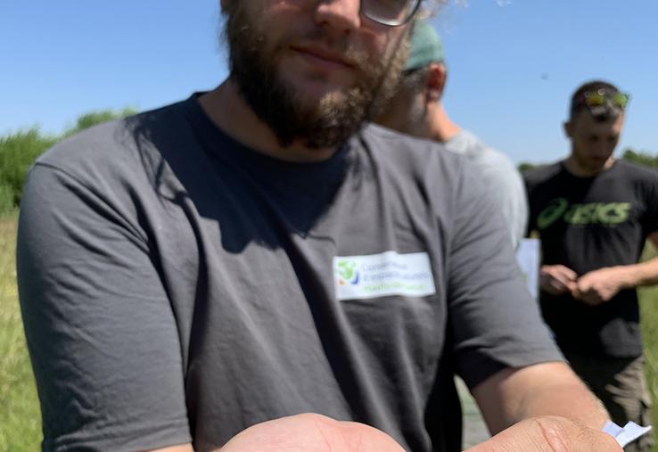 Ce criquet ensanglanté est un indicateur des prairies humides en bonne santé. 
