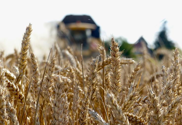 En France, c’est la déception. Alors que le marché tablait en juin sur 32-33 Mt, la récolte 2026 de blé tendre  pourrait tomber en deçà des 32 Mt. 
