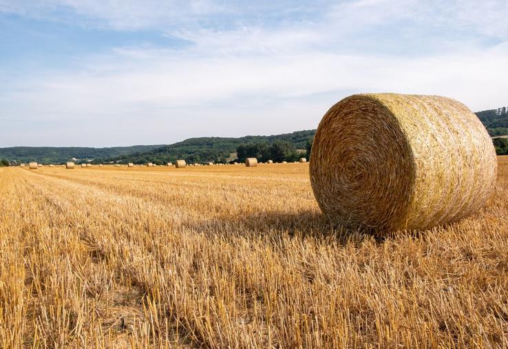 céréales rendements blé tendre prévisions
