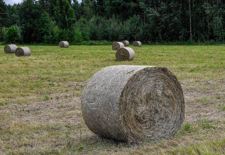 fourrages et sécheresse