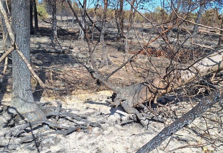 travaux forestiers incendie