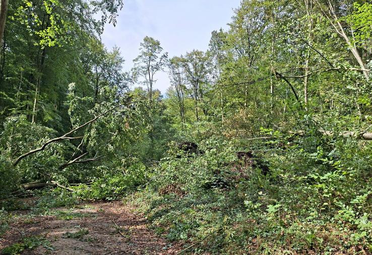 ONF forêt d'Halatte tornade