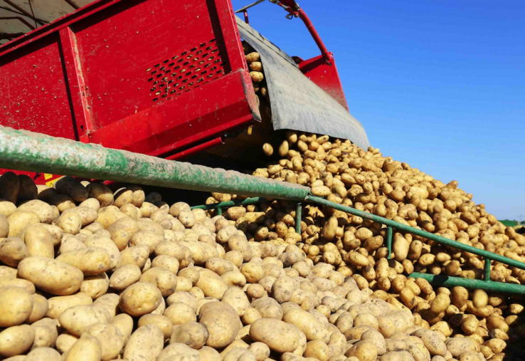 récolte 2026 pommes de terre UNPT
