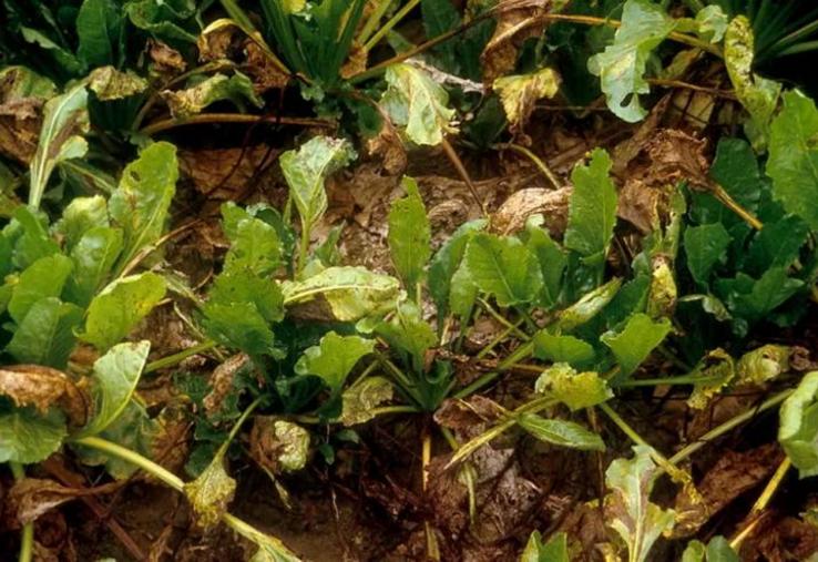 betteraves cercosporiose