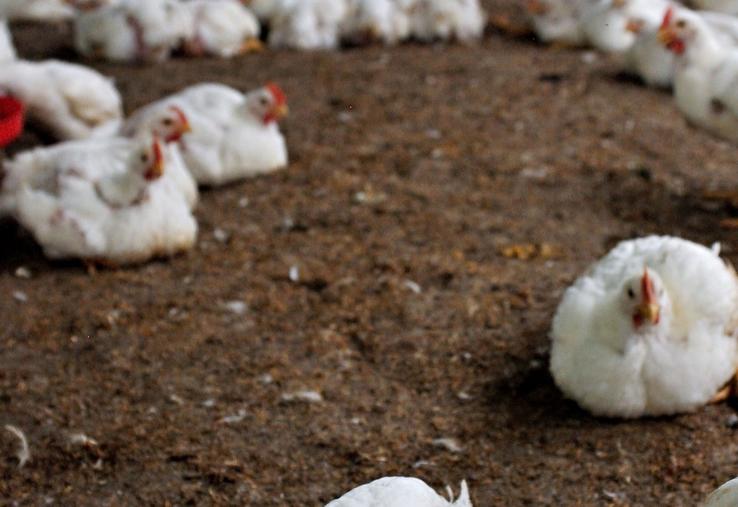 consommation poulet importations souveraineté alimentaire
