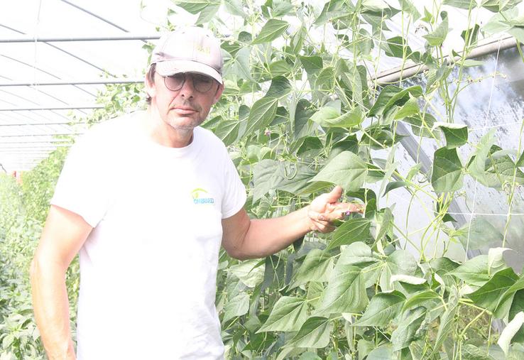 Ludovic Sanglier devant des haricots verts grimpants. 14 serres tunnels sont installées au hameau de la Place, à Hodenc-en-Bray pour les tomates, concombres...