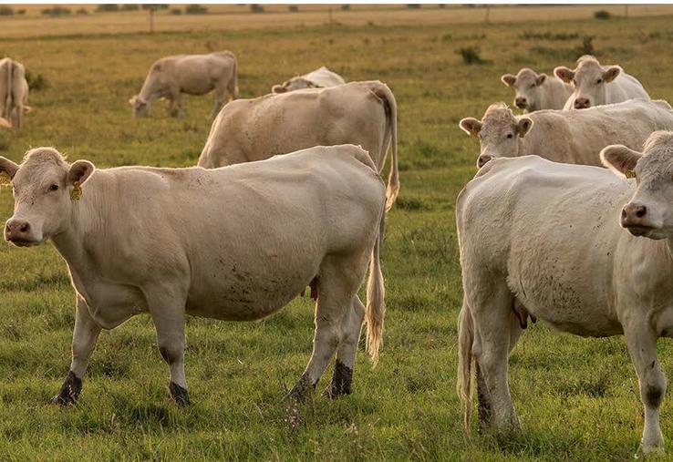 L’amortissement des vaches allaitantes constitue un bon levier fiscal pour certains éleveurs.