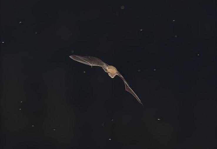 chauve-souris Saint-Riquier