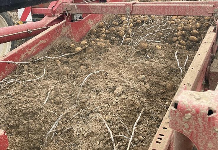 Préserver les tubercules dès la parcelle et jusqu’au stockage permet de limiter les pertes et de répondre aux exigences de qualité des acheteurs.