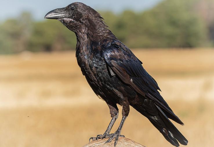 Le piégeage des corvidés, en période de semis de printemps, est une période intense. 