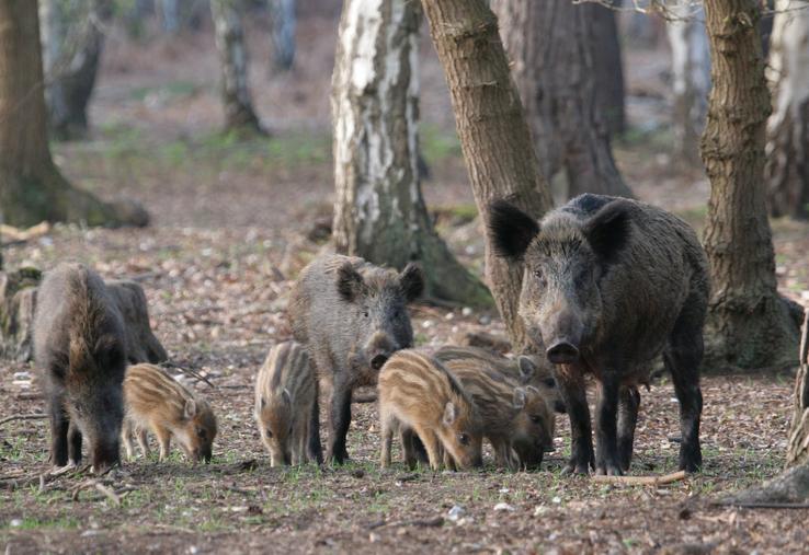 agrainage sangliers Aisne chasse