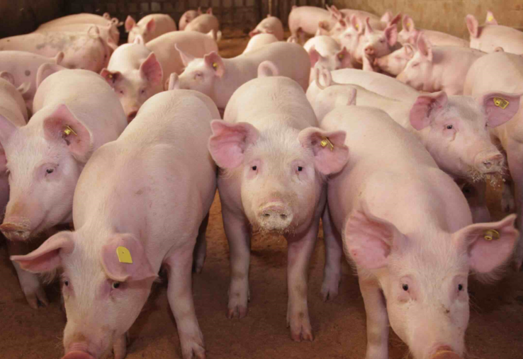 cochons canicule élevage porcin