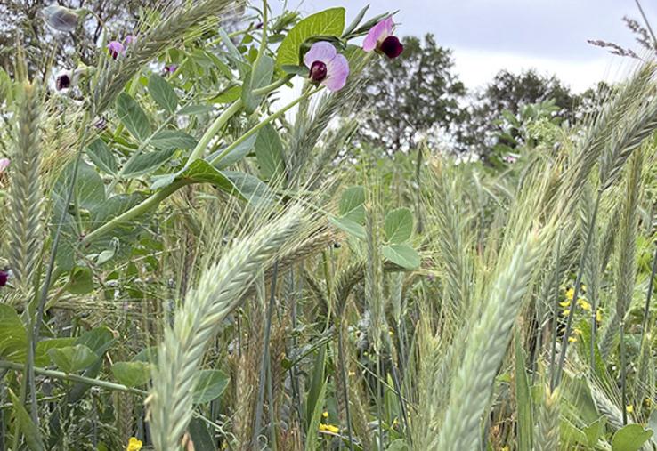 Au printemps prochain, le méteil implanté cet automne pourra être récolté  en ensilage au mois de mai et ainsi reconstituer une partie des stocks qui fait aujourd’hui défaut.
