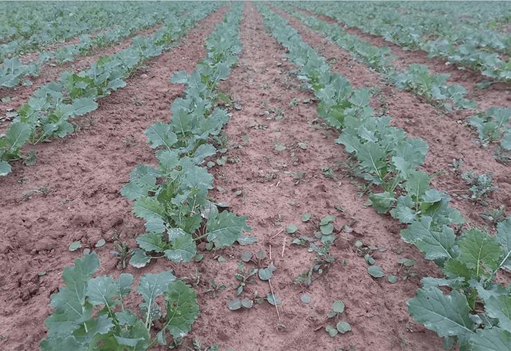 Là où les semis de colza ont été plus tardifs – courant septembre contre des semis entre le 20 et le 22 août –, certaines parcelles pourraient être retournées.