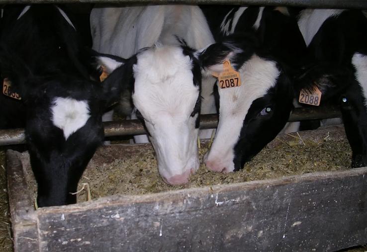 La base d’une ration sèche doit être constituée de céréales aplaties distribuées à volonté (blé, triticale, orge ou mélange 40 % d’orge et 60 % de blé), associées à une source azotée et à un apport suffisant de fibres.