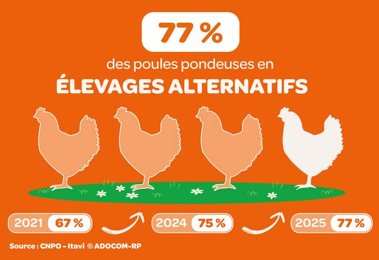 modes d'élevage des poules pondeuses moins de cages