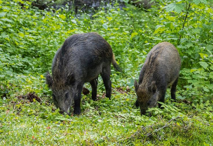 La population de sangliers ne cesse de croître. 