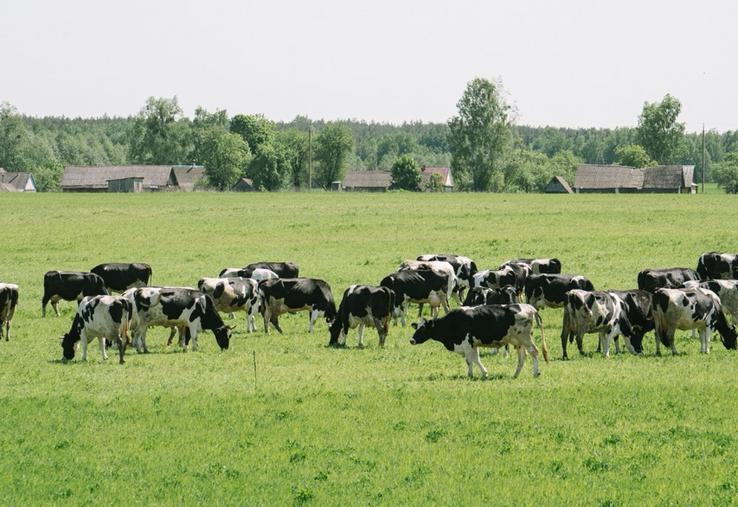 l'élevage des Hauts-de-France doit être soutenu par la Pac